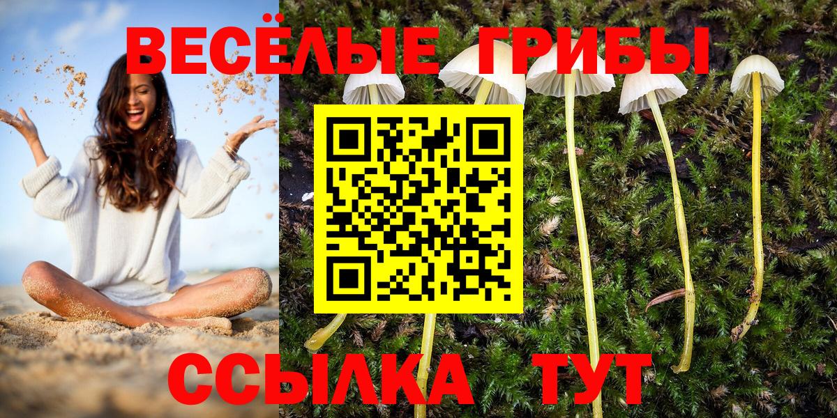 Кимры  Галлюциногенные грибы Cubensis  Вход с VPN 